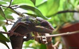 Chameleon reptiles for sale: 2.5yo panther chameleon - Image 4