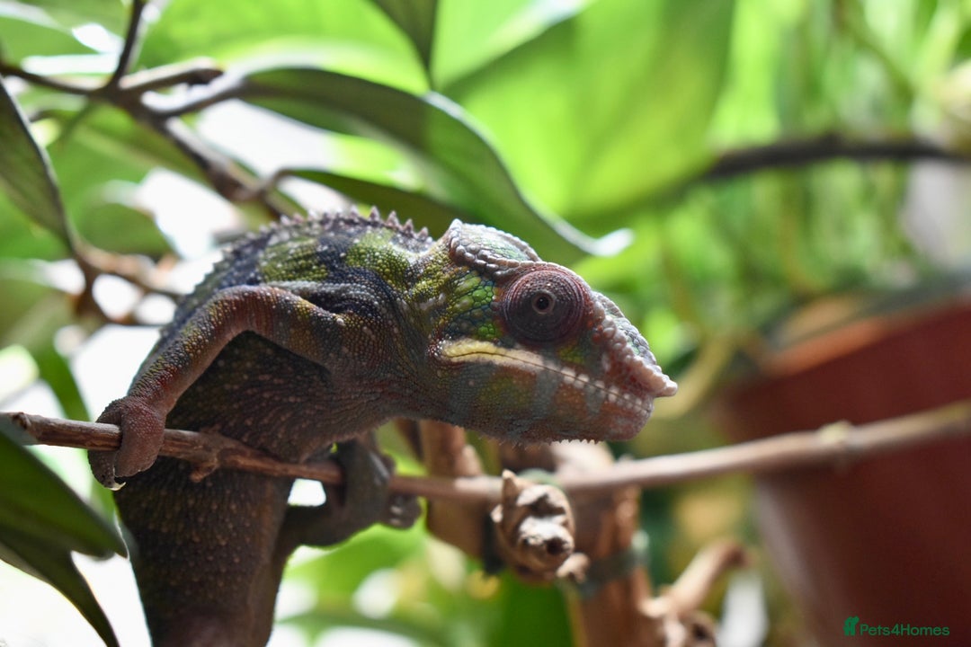 Chameleon reptiles for sale: 2.5yo panther chameleon - Image 4