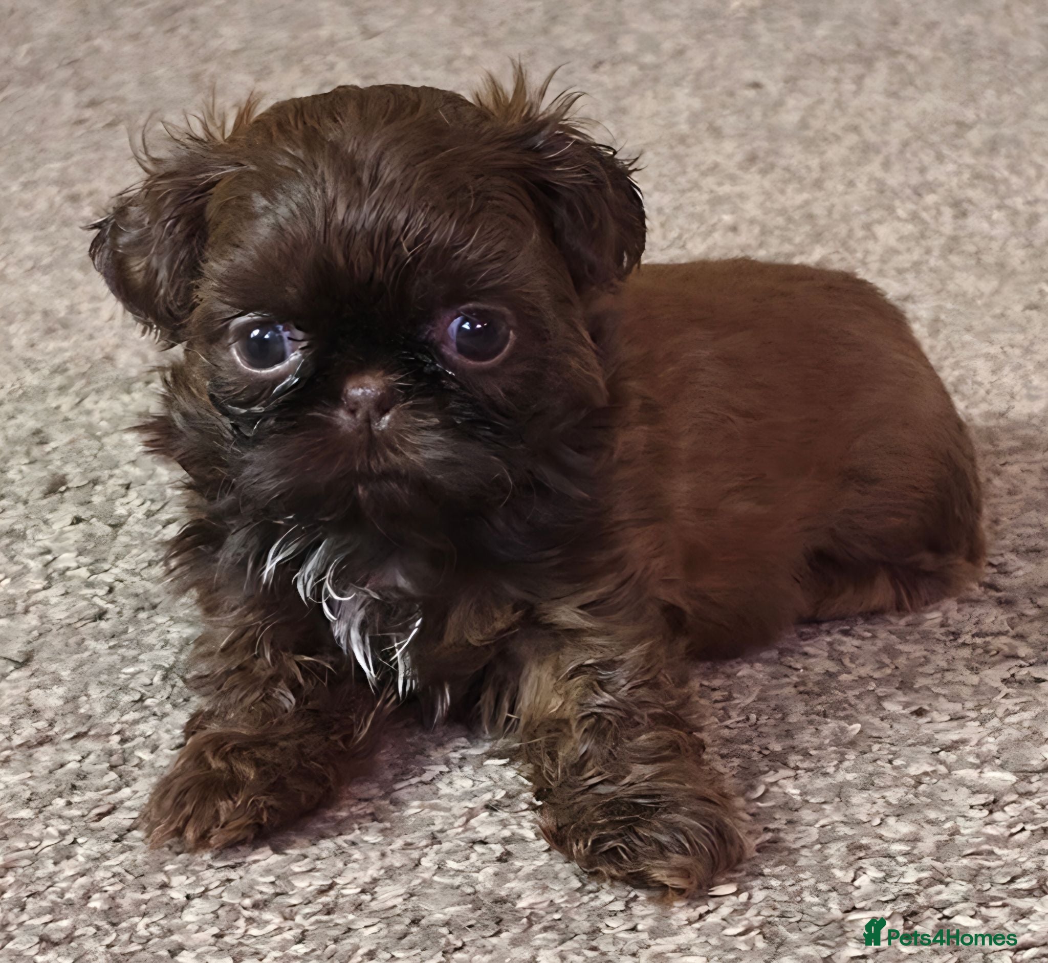 Shih Tzu dogs Stunning, chocolate KC reg tiny imperial shih tzu  - Advert 5