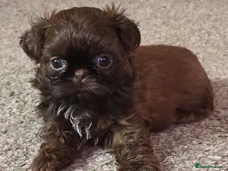Shih Tzu dogs Stunning, chocolate KC reg tiny imperial shih tzu - Advert 1