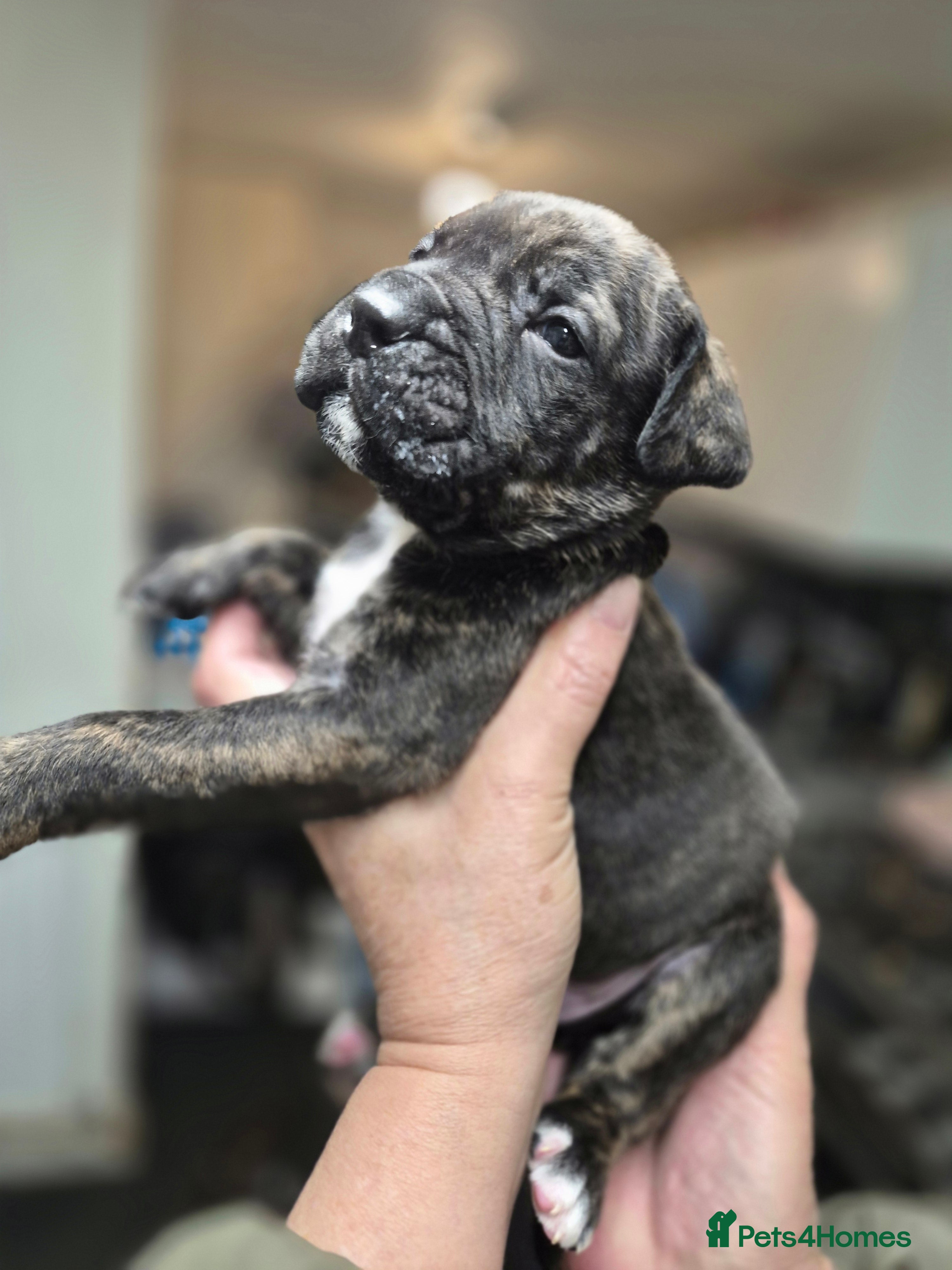 Cane Corso dogs Mum (3/4 cane corse) Dad (Full Cane corso)KANO - Advert 3