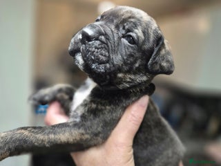 Cane Corso dogs Mum (3/4 cane corse) Dad (Full Cane corso)KANO - Advert 5