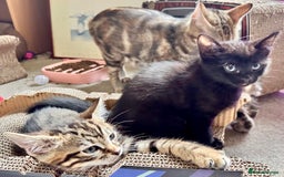 Mixed Breed cats for sale: Lovely bengal mix kittens: tabby, ginger, black - Image 9