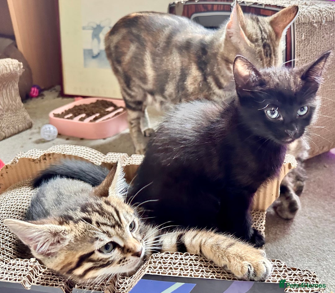 Mixed Breed cats for sale: Lovely bengal mix kittens: tabby, ginger, black - Image 9