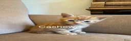 Mixed Breed cats for sale: 4 ginger boys 1 tabby girl  - Advert 8