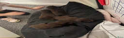 Mixed Breed cats for sale: Kittens - Advert 2