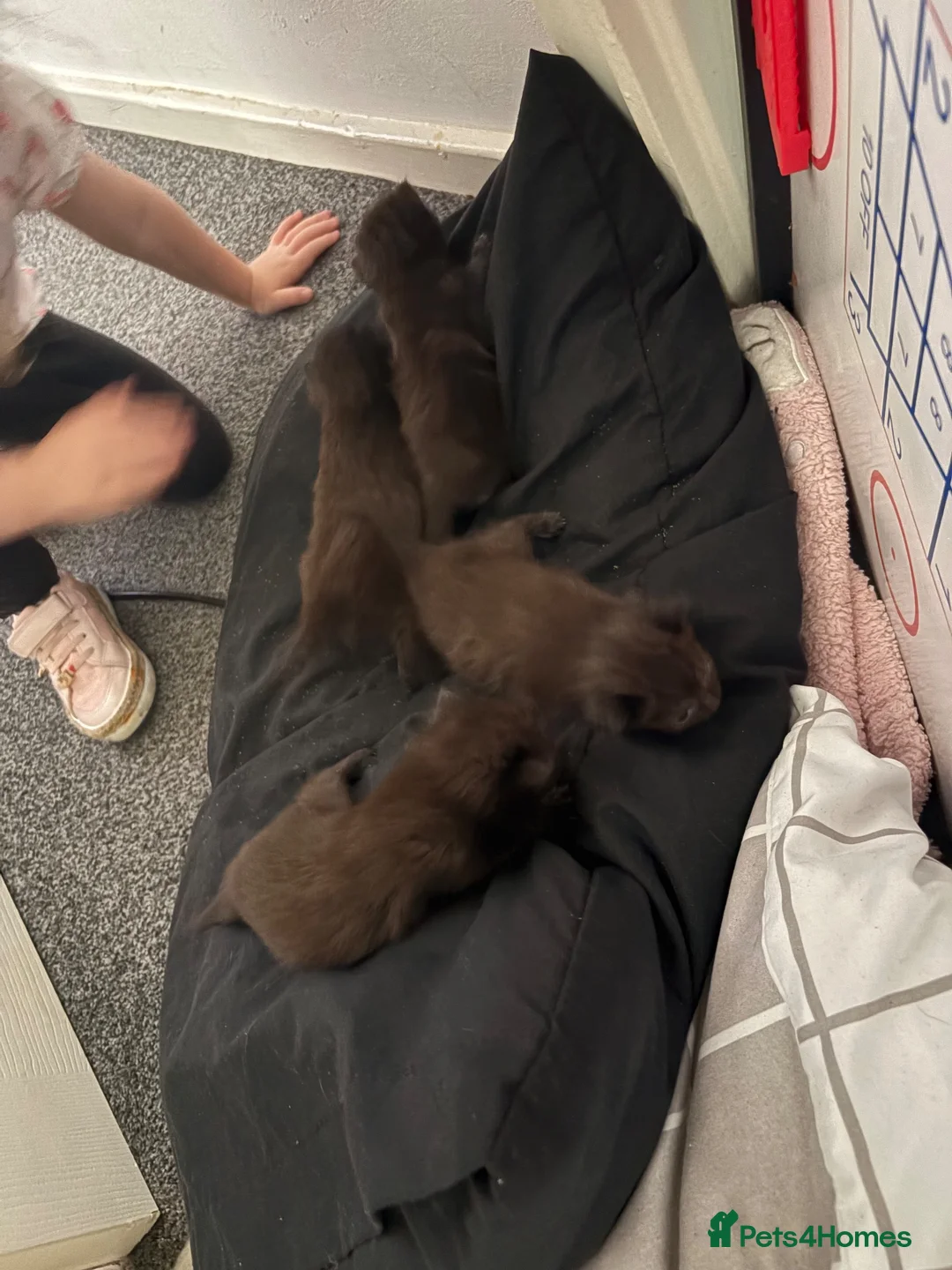 Mixed Breed cats for sale: Kittens - Advert 2
