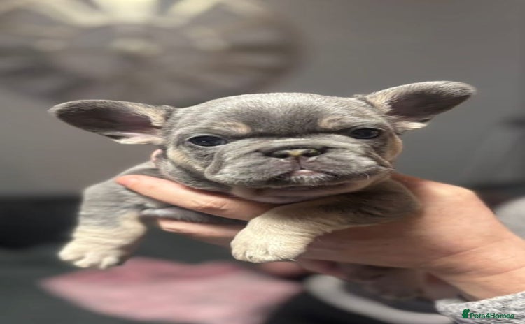 French Bulldog dogs Female lilac and tan french bulldog called Rose ❤️ - Advert 2
