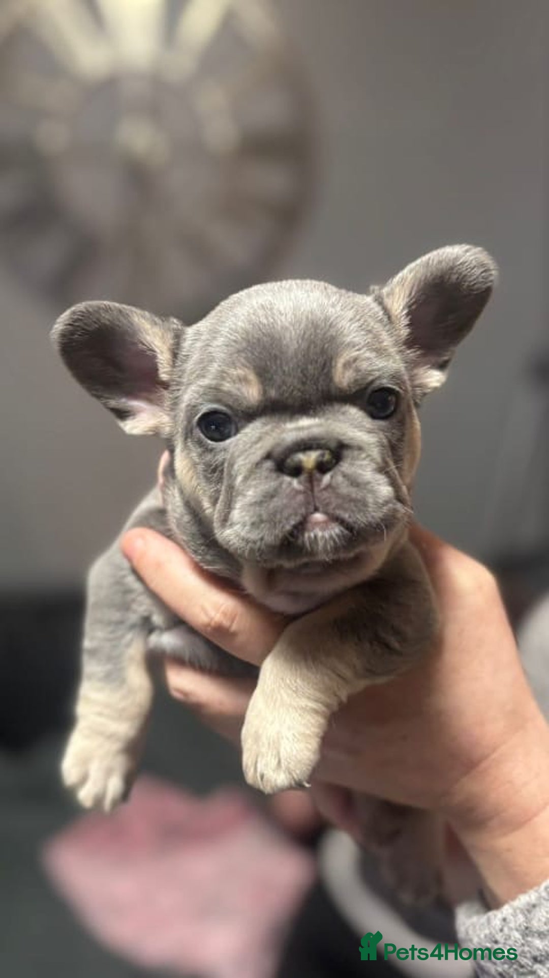 French Bulldog dogs for sale: Female lilac and tan french bulldog called Rose ❤️ - Advert 1