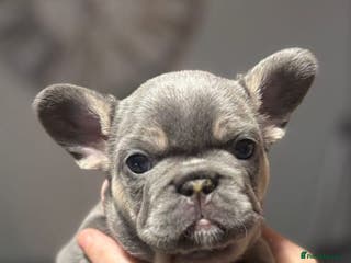 French Bulldog dogs Female lilac and tan french bulldog called Rose ❤️ - Advert 21