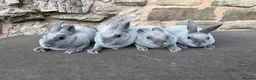 Rex rabbits for sale: Stunning Baby Blue Mini Rex  - Advert 2