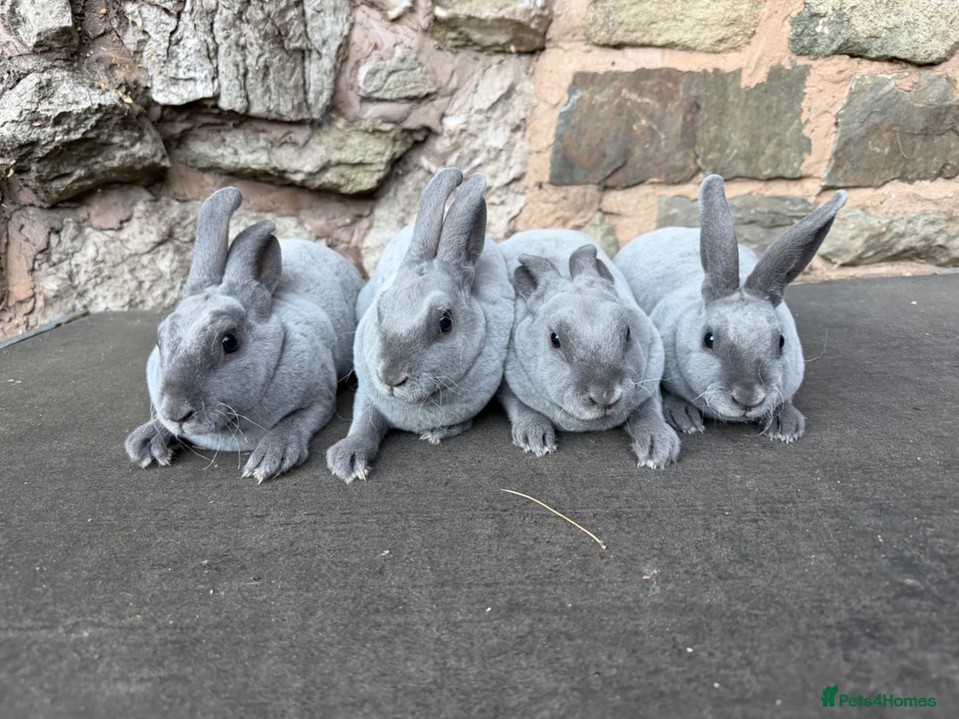 Rex rabbits for sale: Stunning Baby Blue Mini Rex  - Advert 2