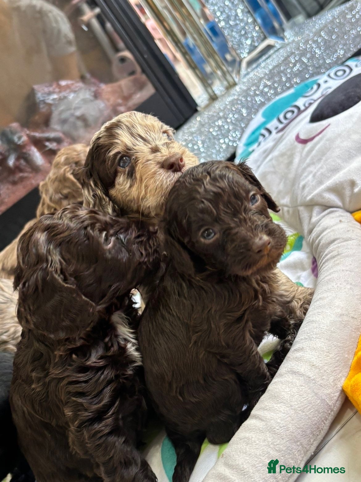 Cockapoo dogs Quality F1 best in the west mids beautiful pups - Advert 14