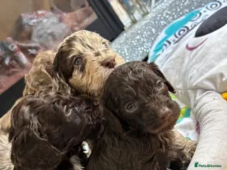 Cockapoo dogs Quality F1 best in the west mids beautiful pups - Advert 14