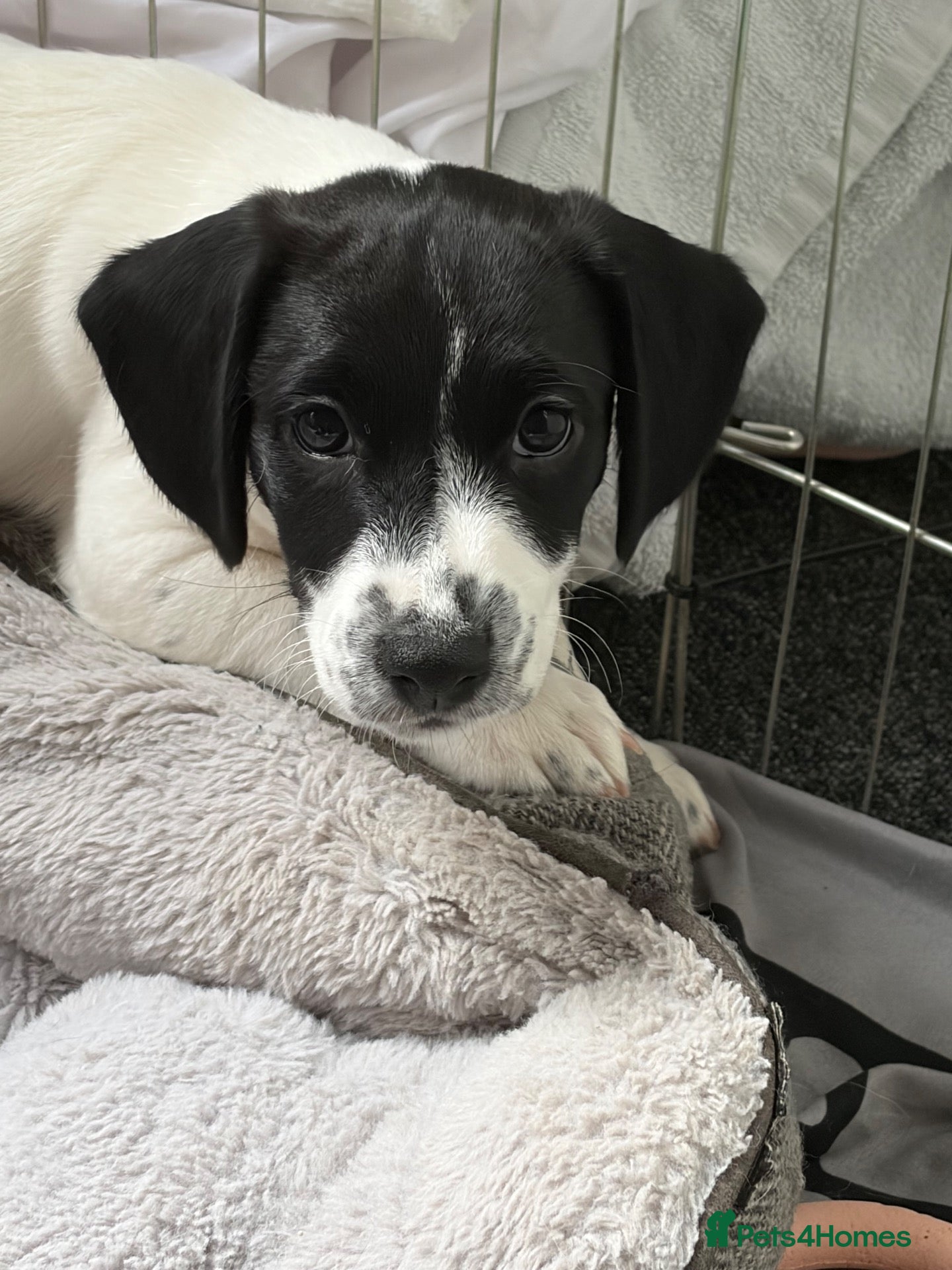 Mixed Breed dogs Cross Springer/Russel ready for forever homes l - Advert 6