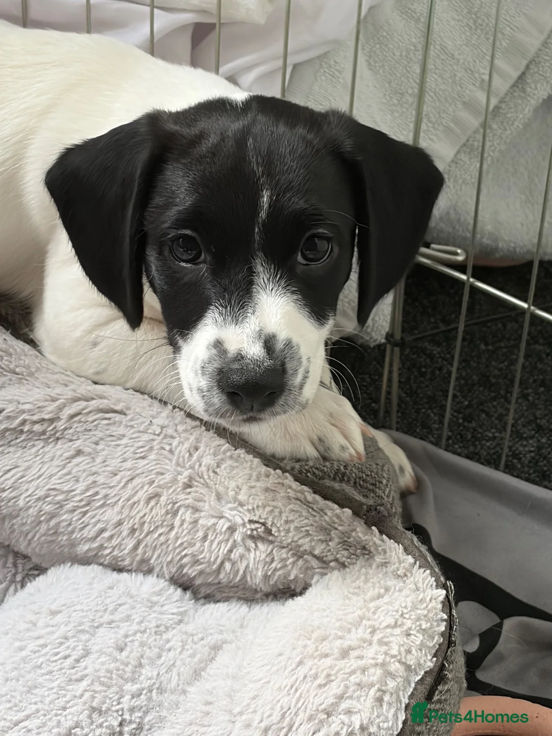 Mixed Breed dogs for sale: Cross Springer/Russel ready for forever homes l - Advert 1