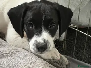 Mixed Breed dogs Cross Springer/Russel ready for forever homes l - Advert 6