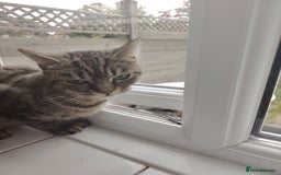 Bengal cats for sale: Beautiful tabby girl - Image 2