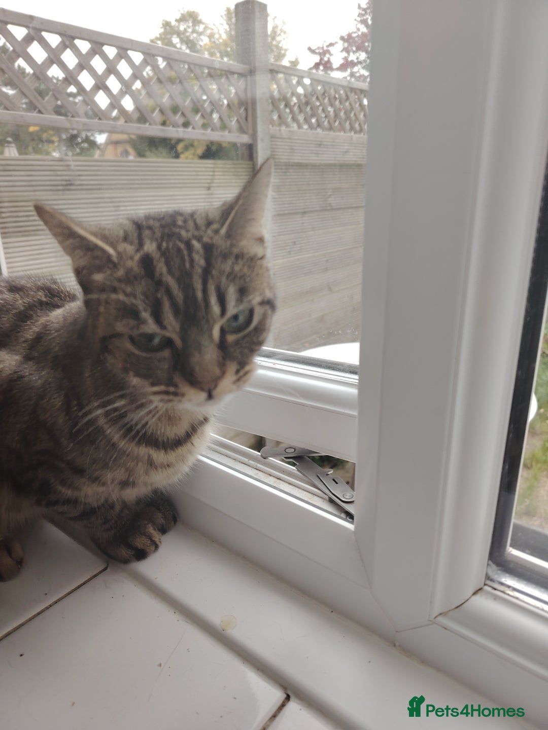 Bengal cats for sale: Beautiful tabby girl - Image 2