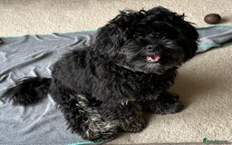 Maltipoo dogs for sale: Maltipoo - 7 month old boy - Advert 4