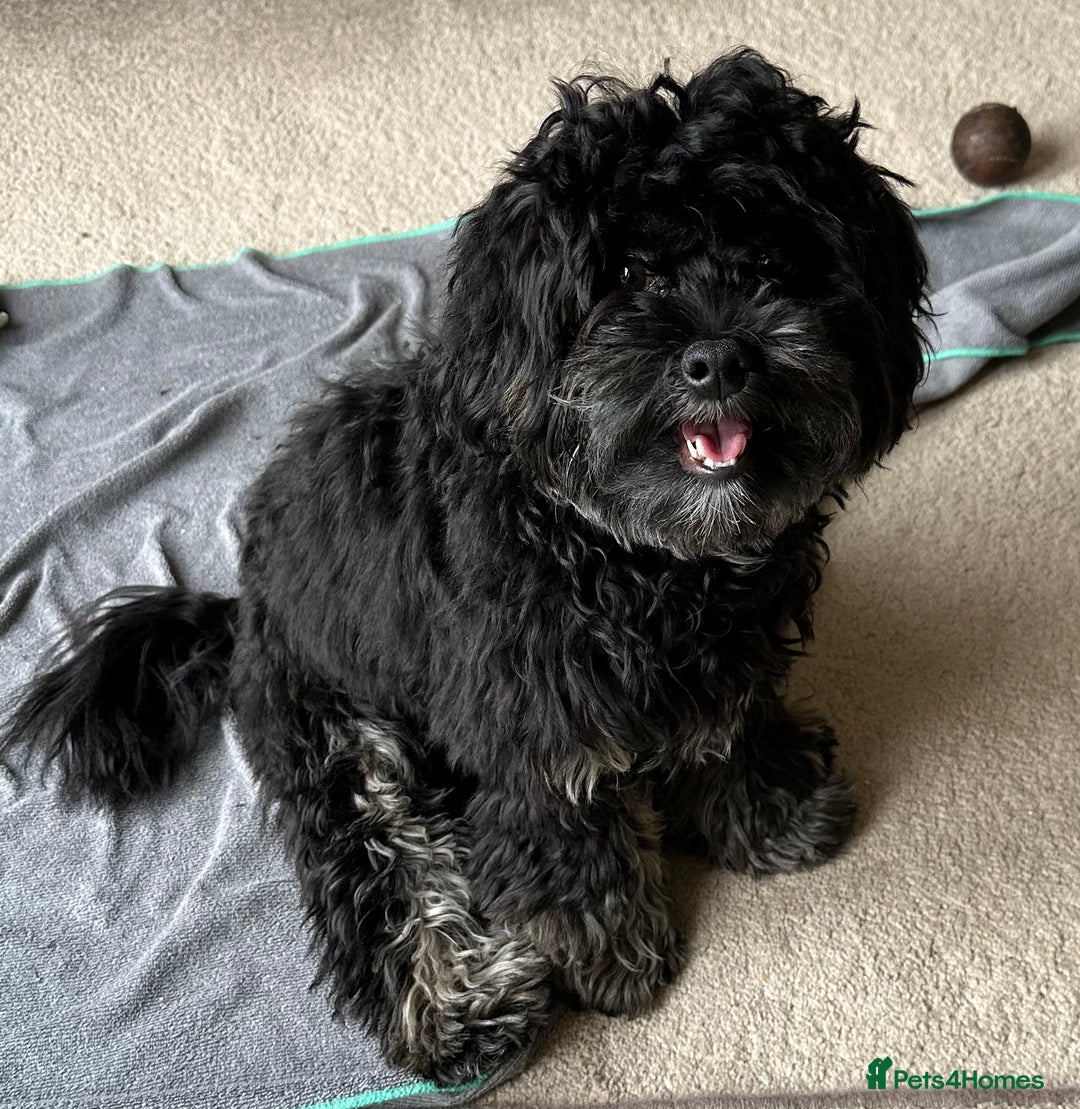 Maltipoo dogs for sale: Maltipoo - 7 month old boy - Advert 4