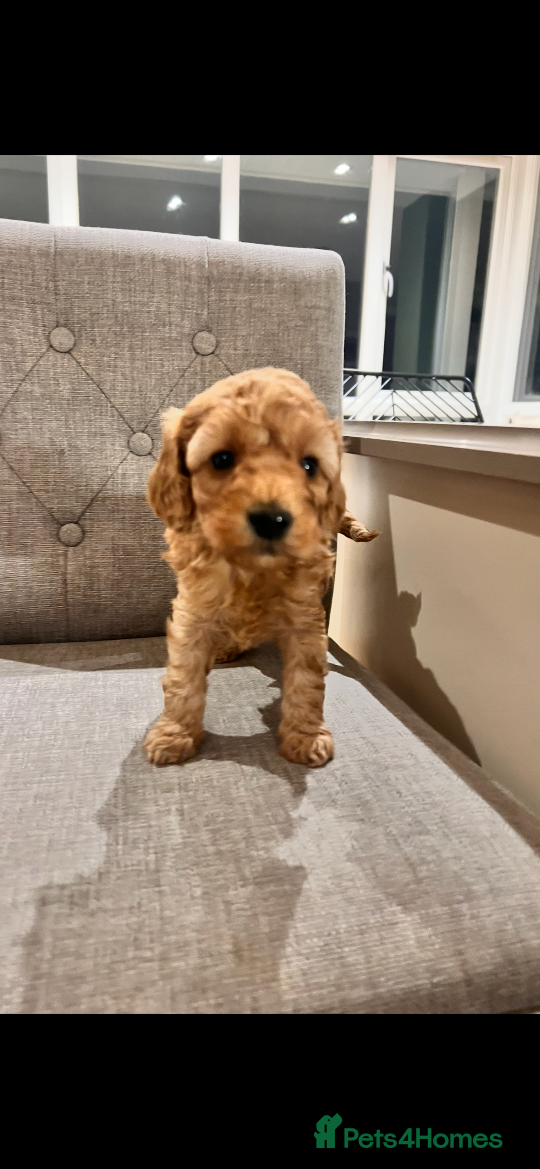 Cockapoo dogs for sale: Adorable cockapoo puppies ready 23.12.25   - Advert 11