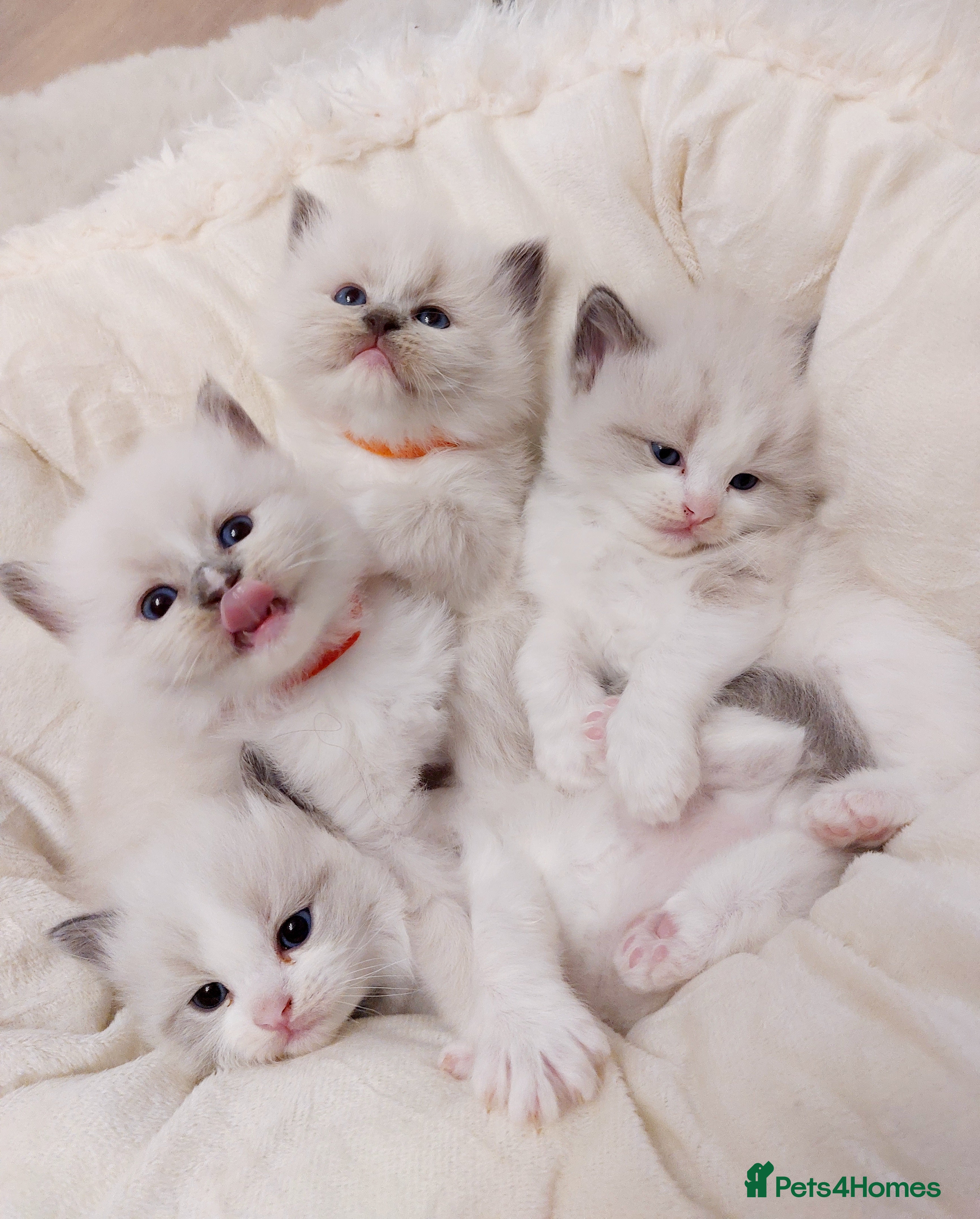 Ragdoll cats Beautiful Purebred Ragdoll Star-Quality Kittens - Advert 5