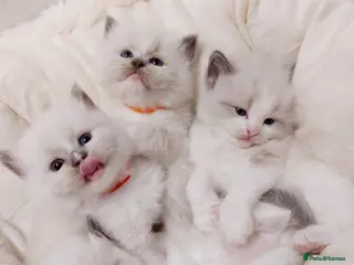 Ragdoll cats Beautiful Purebred Ragdoll Star-Quality Kittens - Advert 1
