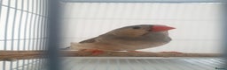 Finches birds for sale: 6 Show Quality Zebra Finches for Sale  - Advert 6