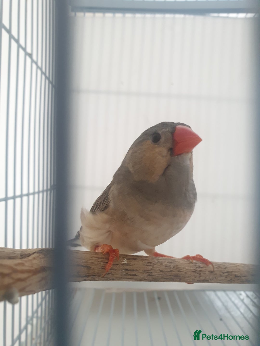Finches birds for sale: 6 Show Quality Zebra Finches for Sale  - Image 6