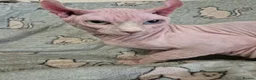 Sphynx cats for stud:  odd eyes shpynx elf ear STUD available.  in Colchester - Advert 3