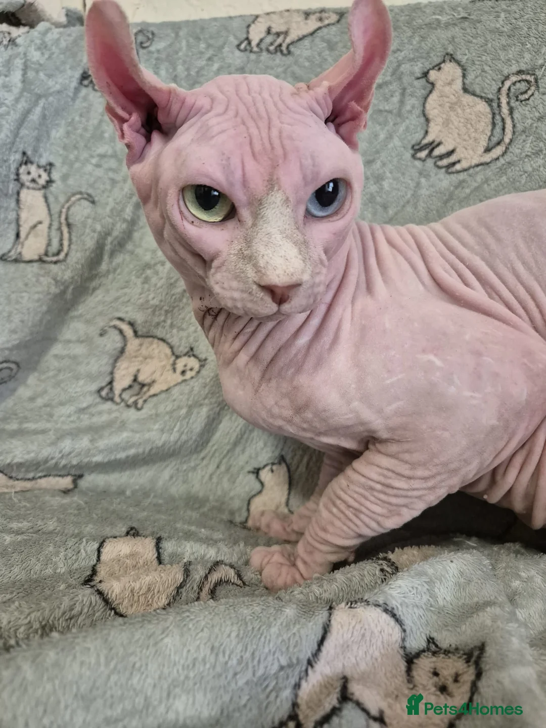 Sphynx cats for stud:  odd eyes shpynx elf ear STUD available.  in Colchester - Advert 3