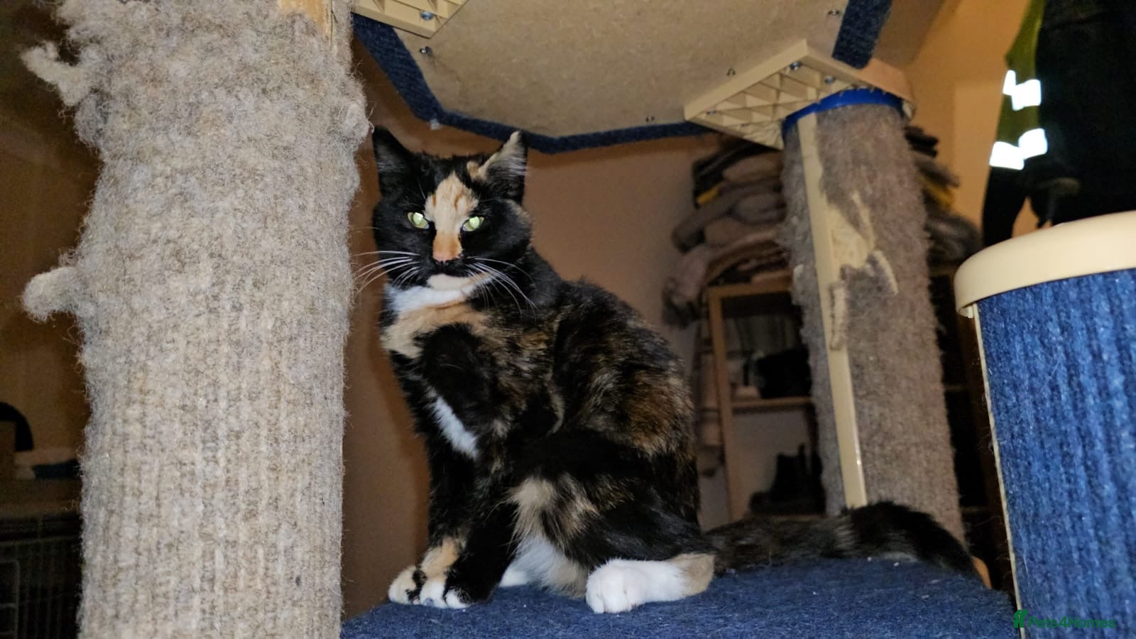 Mixed Breed cats Luna the rescue kitten deserves a home of her own - Advert 2