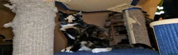 Mixed Breed cats for adoption: Luna the rescue kitten deserves a home of her own - Advert 1