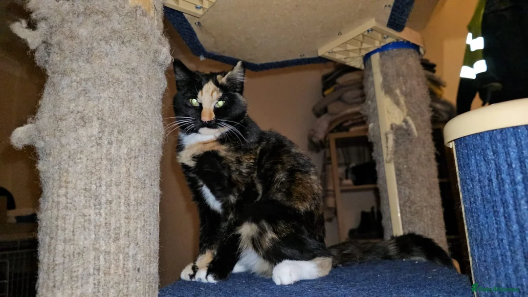 Mixed Breed cats for adoption: Luna the rescue kitten deserves a home of her own - Advert 1