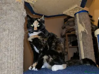 Mixed Breed cats Luna the rescue kitten deserves a home of her own - Advert 2