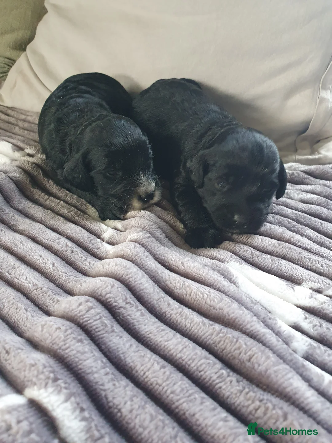 Cockapoo dogs for sale: cockapoo f1b puppies - Advert 9