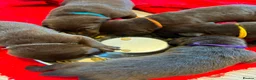 Labrador Retriever dogs for sale: Chocolate Labs Extenively health Tested  - Advert 19