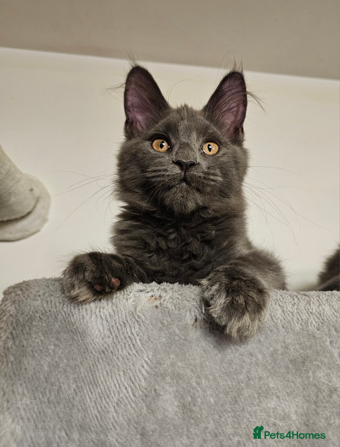 Maine Coon cats for sale: 🔥*STUNNING Litter of 6 Solid*💎*Blue Maine Coon💎 - Advert 23