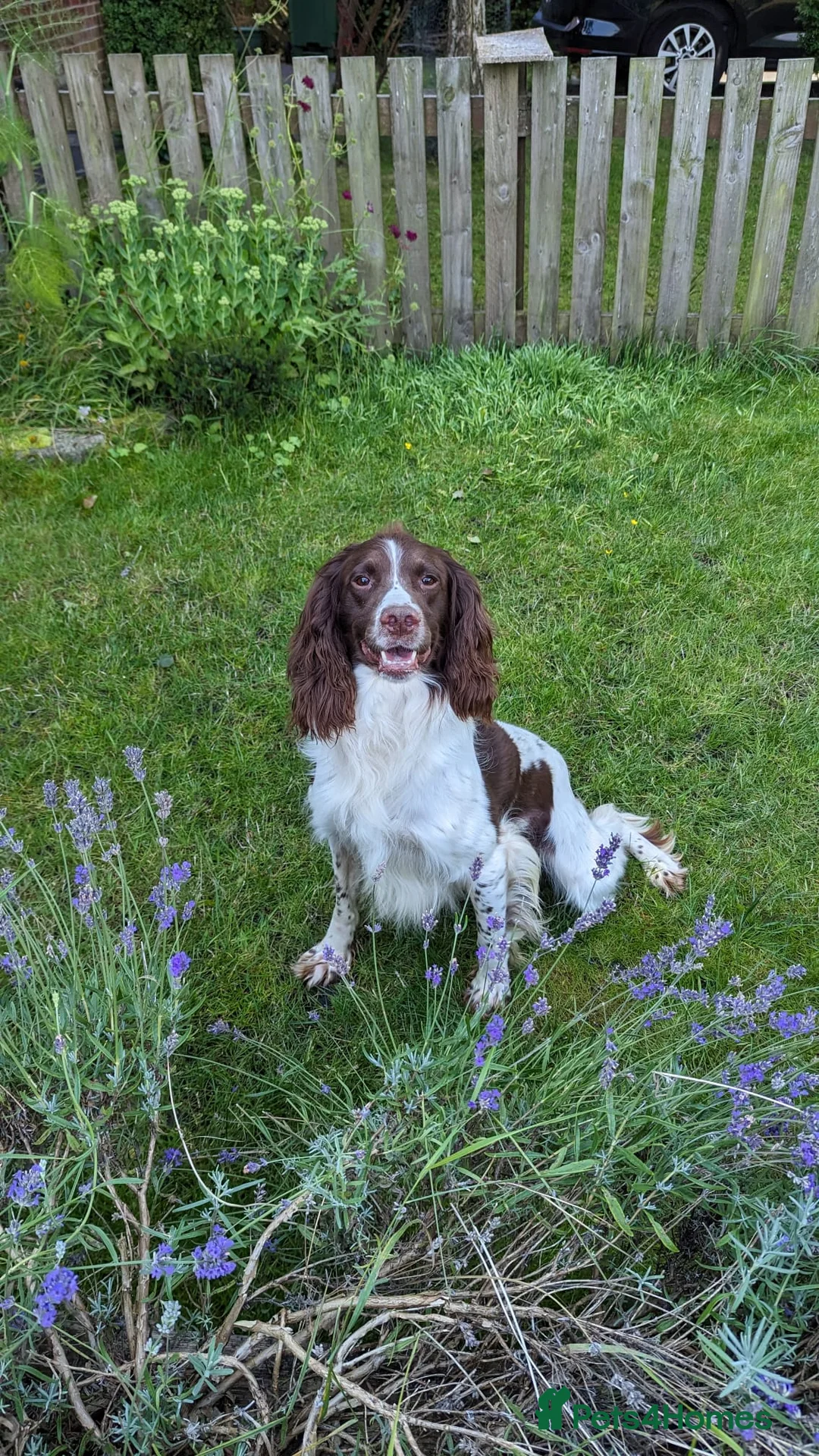 English Springer Spaniel dogs for stud: EXCEPTIONAL KC Reg springer spaniel stud in Accrington - Advert 7