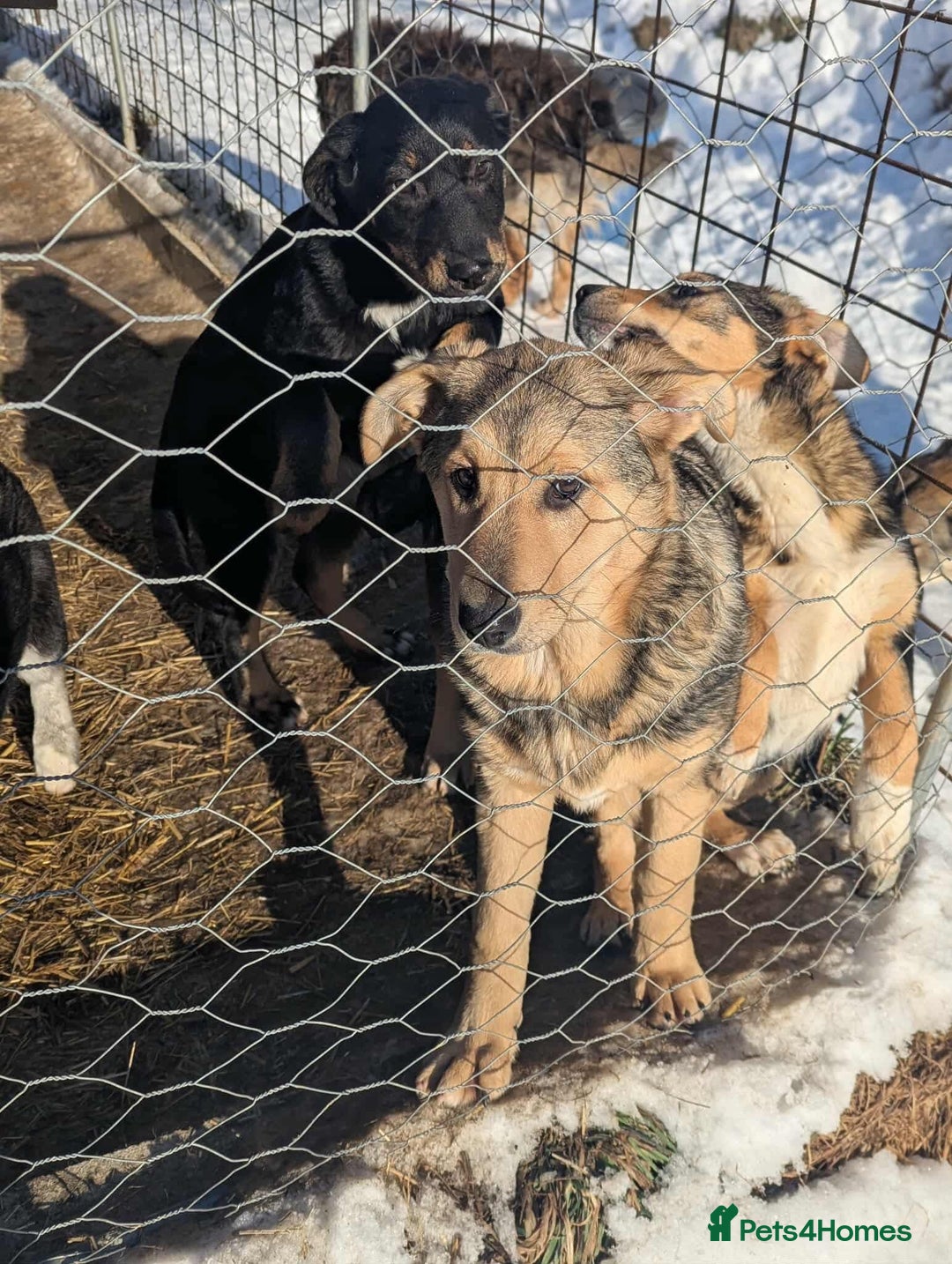 Mixed Breed dogs for adoption: Tilly 💜 - Advert 4