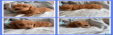 Cavapoo 4