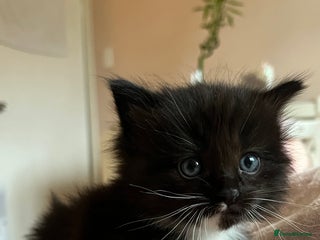 Ragdoll cats Ragdoll Kittens- Blue Eyed, Fluffy, Very Cuddly - Advert 3