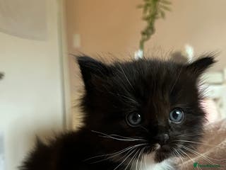 Ragdoll cats Reserved! Ragdoll Kittens- Fluffy, Very Cuddly - Advert 4