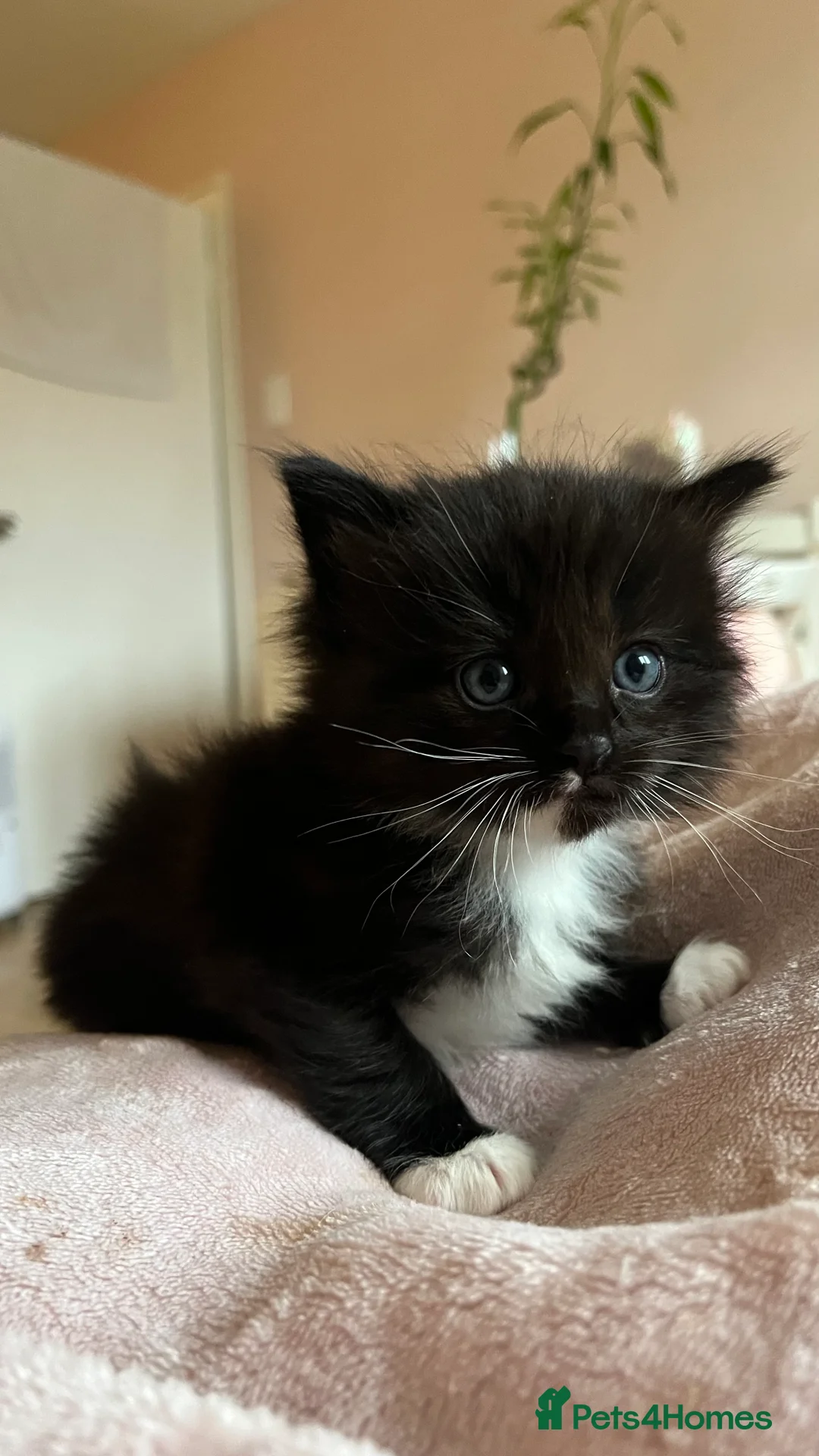 Ragdoll cats for sale:  Reserved! Ragdoll Kittens- Fluffy, Very Cuddly  - Advert 1