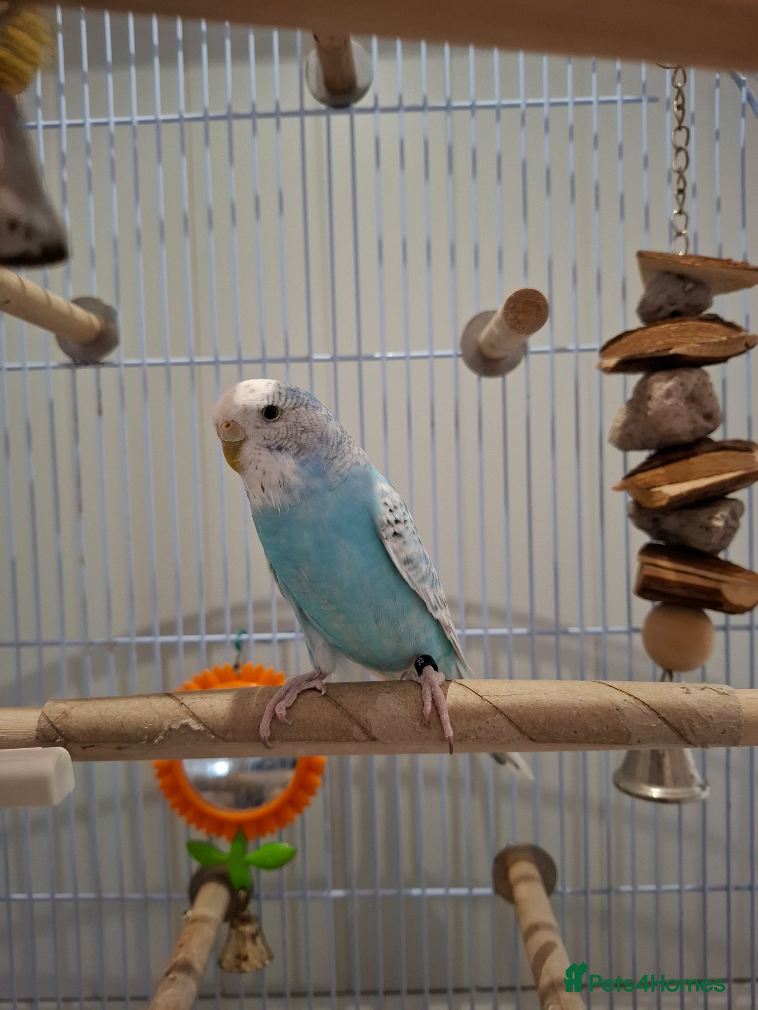 Budgerigars birds Blue Grey White Female Budgie - Advert 1