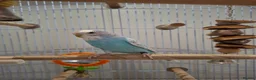 Budgerigars birds for sale: Blue Grey White Female Budgie - Advert 1