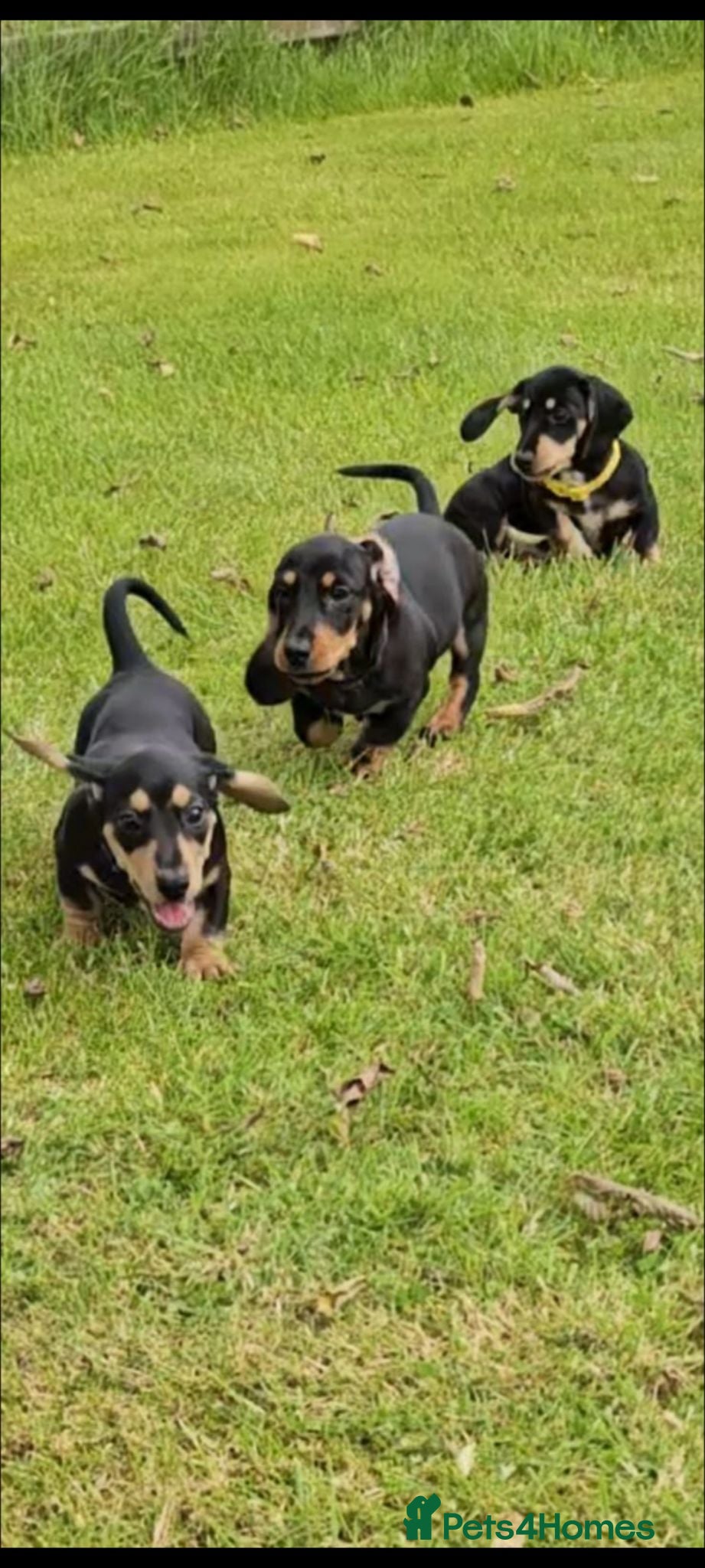 Dachshund dogs Reduced  £650 Black & tan standard puppies  - Advert 13