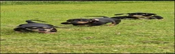 Dachshund dogs for sale: Dachshund pups ready now £600 (2 girls left ) - Advert 2