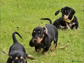 Dachshund dogs Reduced £500 Black & tan standard puppies - Advert 7